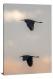 Two Birds Flying Together, 2016 - Canvas Wrap