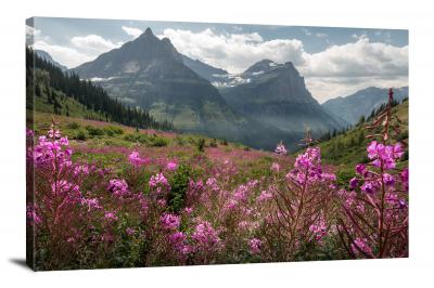 Fireweed in Glacier National Park, 2017 - Canvas Wrap