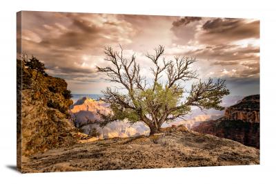 Tree in Grand Canyon, 2022 - Canvas Wrap