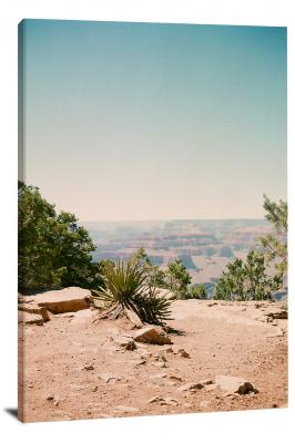 Grand Canyon Agave, 2020 - Canvas Wrap