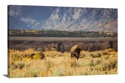 CW1123-grand-teton-national-park-bison-teton-00