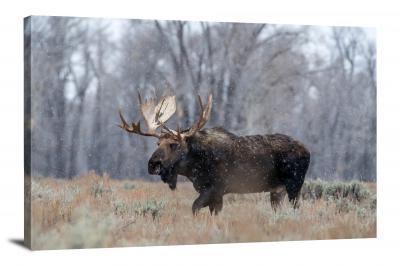 CW1134-grand-teton-national-park-moose-teton-00