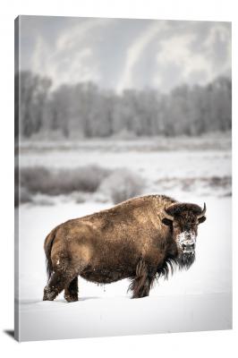 CW1138-grand-teton-national-park-winter-bison-teton-00