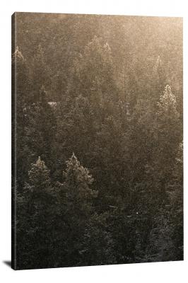 CW1145-grand-teton-national-park-snow-falling-trees-00