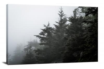 CW1010-great-smoky-mountain-trees-in-mist-00
