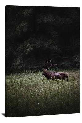 Elk in the Wild, 2020 - Canvas Wrap