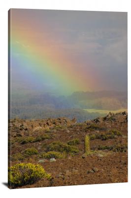 Flowering Habit at the End of the Rainbow, 2014 - Canvas Wrap