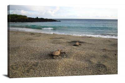 CW1732-hawaii-volcanoes-national-park-hawksbill-turtle-hatchlings-at-pohue-00