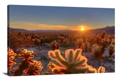 Cholla Cactus Garden Sunrise, 2021 - Canvas Wrap