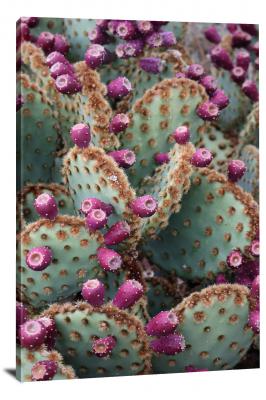Closeup Cactus, 2021 - Canvas Wrap