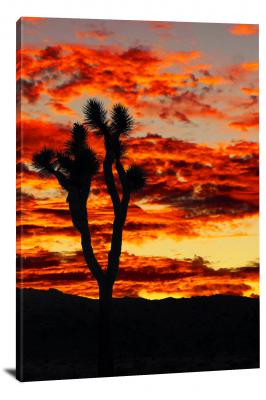 CW1773-joshua-tree-national-park-orange-sunset-in-mojave-desert-00