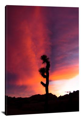 Sunset and Joshua Tree, 2014 - Canvas Wrap