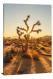 Joshua Tree Sun Ray, 2020 - Canvas Wrap