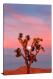 Sunset and Moonrise, 2014 - Canvas Wrap