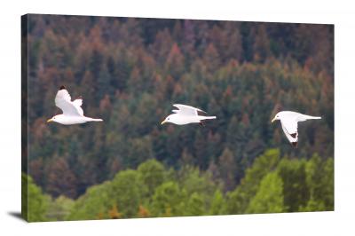 CW1783-kenai-fjords-national-park-three-seagulls-00