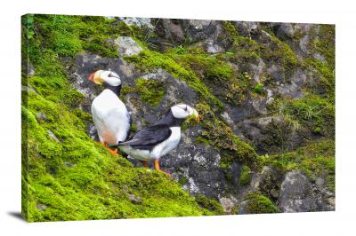 Horned Puffin Pair, 2021 - Canvas Wrap