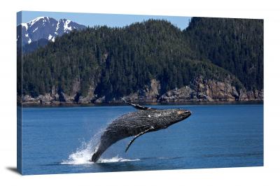 CW1794-kenai-fjords-national-park-humpback-whale-00