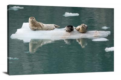 Harbor Seals, 2013 - Canvas Wrap