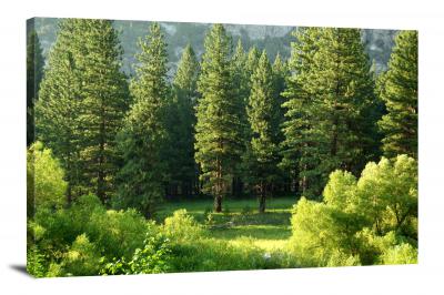 CW1811-kings-canyon-national-park-green-forest-00