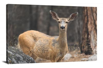 Deer in the Camera, 2020 - Canvas Wrap