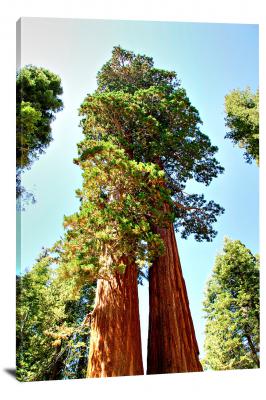 Bright Sequoia, 2022 - Canvas Wrap