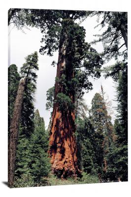 Sequoia against White Sky, 2020 - Canvas Wrap