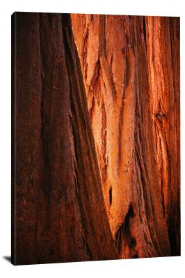 Sequoia Bark, 2019 - Canvas Wrap