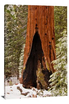 Sequoia Hole, 2011 - Canvas Wrap