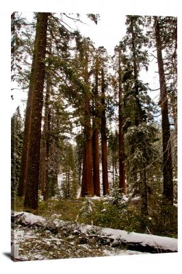 Snowy Sequoias, 2011 - Canvas Wrap