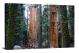 Sequoia National Park, 2018 - Canvas Wrap