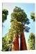 Bright Sequoia, 2022 - Canvas Wrap
