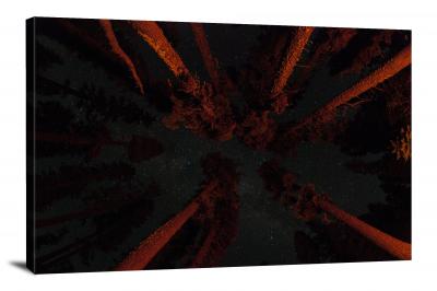 Stars and Red Trees, 2011 - Canvas Wrap