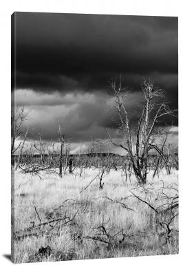 CW1895-mesa-verde-national-park-burnt-trees-and-stormy-sky-00
