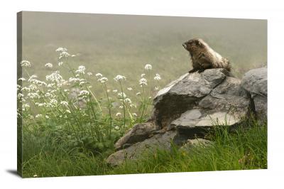 CW1911-mount-rainier-national-park-marmot-in-the-mist-00