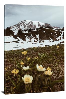 CW1922-mount-rainier-national-park-winter-flowers-00
