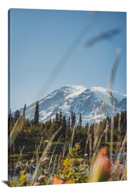 CW1924-mount-rainier-national-park-wildflowers-and-evergreen-00