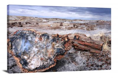 Petrified Forest Fossils, 2014 - Canvas Wrap