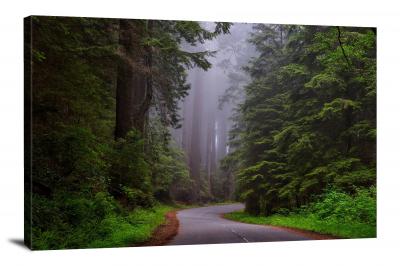CW3021-redwood-national-park-redwood-road-00