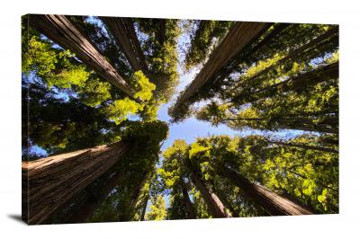CW3022-redwood-national-park-up-into-the-sky-00