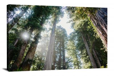 Sun through Redwoods, 2021 - Canvas Wrap