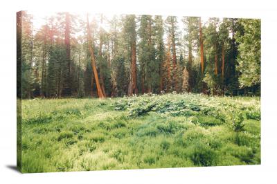 Redwood Plains, 2020 - Canvas Wrap
