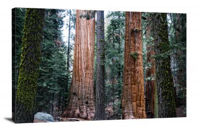 CW3026-redwood-national-park-greens-and-reds-00