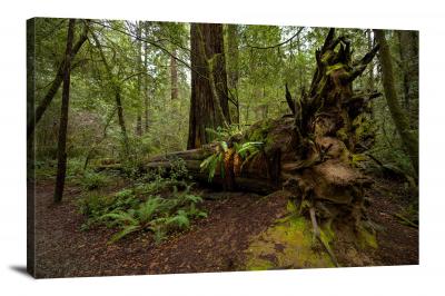 Redwood Stump, 2020 - Canvas Wrap