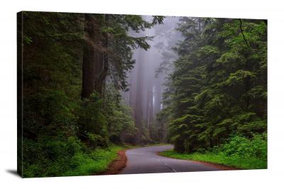 CW3029-redwood-national-park-road-in-the-woods-00