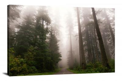 Road through the Foggy Redwoods, 2014 - Canvas Wrap