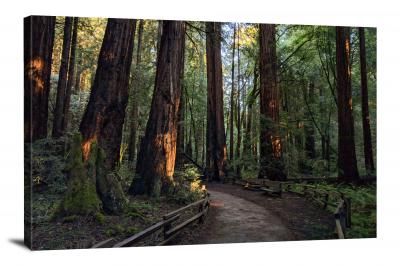 CW3032-redwood-national-park-muir-woods-00
