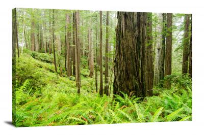 CW3033-redwood-national-park-west-ridge-trail-00