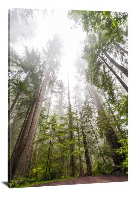 Misty Redwoods, 2019 - Canvas Wrap