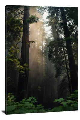 CW3039-redwood-national-park-standing-strong-00