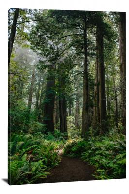 CW3040-redwood-national-park-dirt-road-trees-00